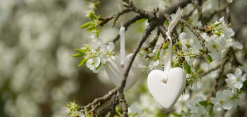 A Branche d'Olive Scented Ceramic Heart pictured hanging in a tree with white cherry blossom.