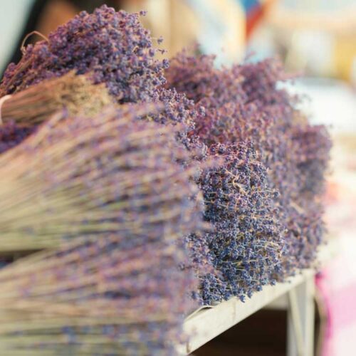 Bunches of home grown Mauve Lavender