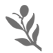 Branche d'Olive Leaf Logo